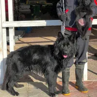 سگ ژرمن شپردبلک ماده موکلاسیک دوماه اصیل فی ۱۸ م ت|سگ|تهران, تهرانسر شمالی|دیوار