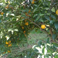 فروش زمین مسکونی ۱۸۰۰ متری در محیطی عالی|فروش زمین و ملک کلنگی|قائم‌شهر, |دیوار