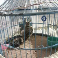 پرنده|پرنده|گلپایگان, |دیوار