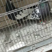 کفتر ۲۰۰|پرنده|مشکین‌دشت, |دیوار