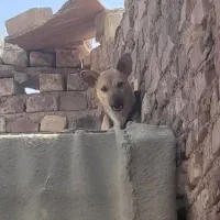 سگ فروشی