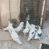 کفتر یجایی|پرنده|قم, شاه ابراهیم|دیوار