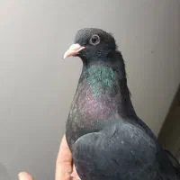 کفتر زاغ دستی|پرنده|اردکان, |دیوار