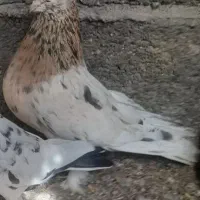 کبوتر گره و سرور