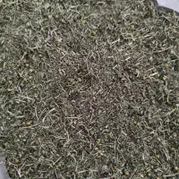فروش عمده بابونه