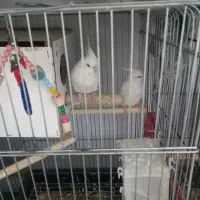 عروس هلندی آلبینو مولد