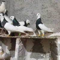 کبوتر