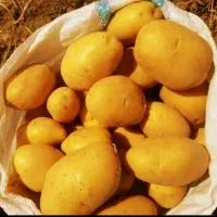 سیب زمینی زرد و درجه یک