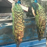 فروش جوجه بالغ طاووس در همه رنگ