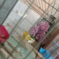 قناری رسمی نر|پرنده|بهارستان, |دیوار