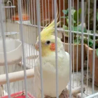 یک عدد عروس هلندی