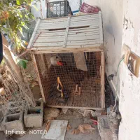 قفس چوبی بزرگ