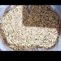 شالی دم سیاه بذری قلم درشت مینودشت