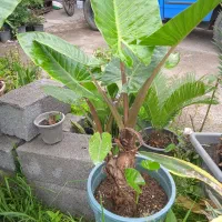 گل با با ادم در حد نو|گل و گیاه طبیعی|رحیم‌آباد, |دیوار