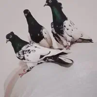 فروش دو جفت کله سیاه نرو ماده سالم و سرحال و پرشی