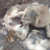 دوتا سگ پا کوتاه نژاد اصیل