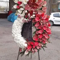 گل گیاه|گل و گیاه طبیعی|تهران, حر|دیوار