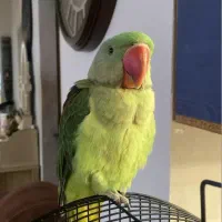 شاه طوطی نر