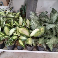 بار جدید گل های آپارتمانی به مناسبت روز مادر|گل و گیاه طبیعی|بیرجند, |دیوار