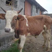 ۴راس ورزا چالوسی آس ۰۰۰دامداری مجید۰۰۰