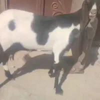 فروش یک بز ماده زیبا و نژاد دار