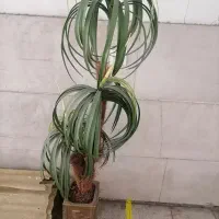 گلدان نخل مصنوعی