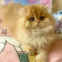 بریتیش شورتهیر و لانگهیر