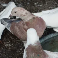 فروش کفتر