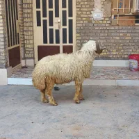 قوچ|حیوانات مزرعه|اهواز, فتح|دیوار