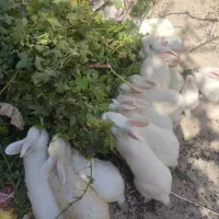 خرگوش سفید چشم سرخ زیبا