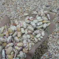 لوبیا چیتی|خوردنی و آشامیدنی|شیرینسو, |دیوار