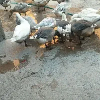 غاز