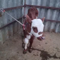 گوساله نر سیمینتال|حیوانات مزرعه|شفت, |دیوار