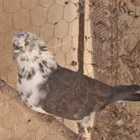 کبوتر پرشی|پرنده|سیرجان, |دیوار