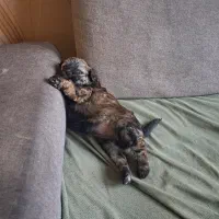 واگذاری شیتزو تریر