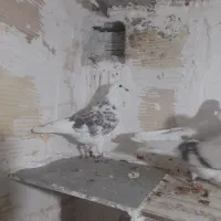 کبوتر فروشی|پرنده|شاهرود, |دیوار