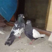 کبوتر جفت