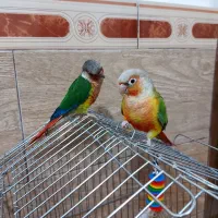 طوطی گرینچیک نر و ماده