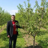 عرضه نهال های اصلاح شده پیوندی وغیرپیوندی با ضمانت