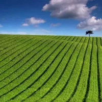 کود کشاورزی ارگانیک