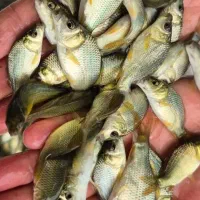 کپور پرطلایی اصلاحی و قزل فرانسوی و بچه سفید|ماهی|اصفهان, احمدآباد|دیوار