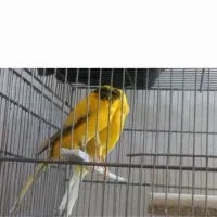 قناری رسمی بلند