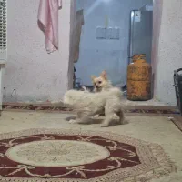 پامر و شیتزو|سگ|شیراز, اصلاح‌نژاد|دیوار