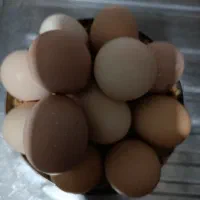 فروش تخم مرغ لاری