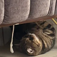 واگذاری گربه|گربه|بروجرد, |دیوار