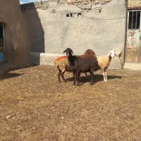 ۳راس میش آبستن گلگی