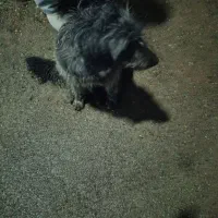 سگ نژاد دار قیمت 1 ملیون بخای دکنار میام باهات