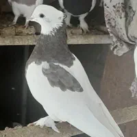 طوق سوسنی|پرنده|استهبان, |دیوار