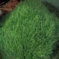 خرید و فروش چمن نو و دست دوم