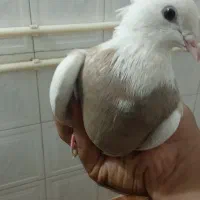 طوقی|پرنده|اصفهان, شفق|دیوار